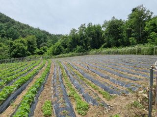 참깨6253님의 들깨 · 영농일지 작성글 사진