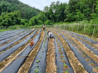 참깨6253님의 들깨 · 영농일지 작성글 사진