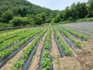 참깨6253님의 들깨 · 영농일지 작성글 사진