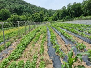 참깨6253님의 들깨 · 영농일지 작성글 사진