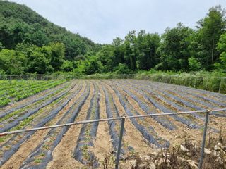 참깨6253님의 들깨 · 영농일지 작성글 사진