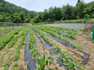 참깨6253님의 들깨 · 영농일지 작성글 사진