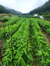 팜모닝 참깨·자유게시판 게시글 이미지