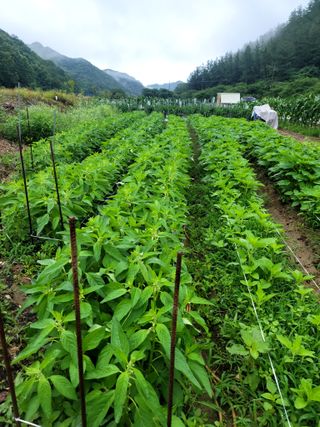 이양호님의 참깨 · 자유게시판 작성글 사진