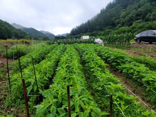 이양호님의 참깨 · 자유게시판 작성글 사진