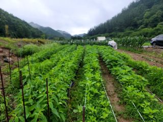 이양호님의 참깨 · 자유게시판 작성글 사진