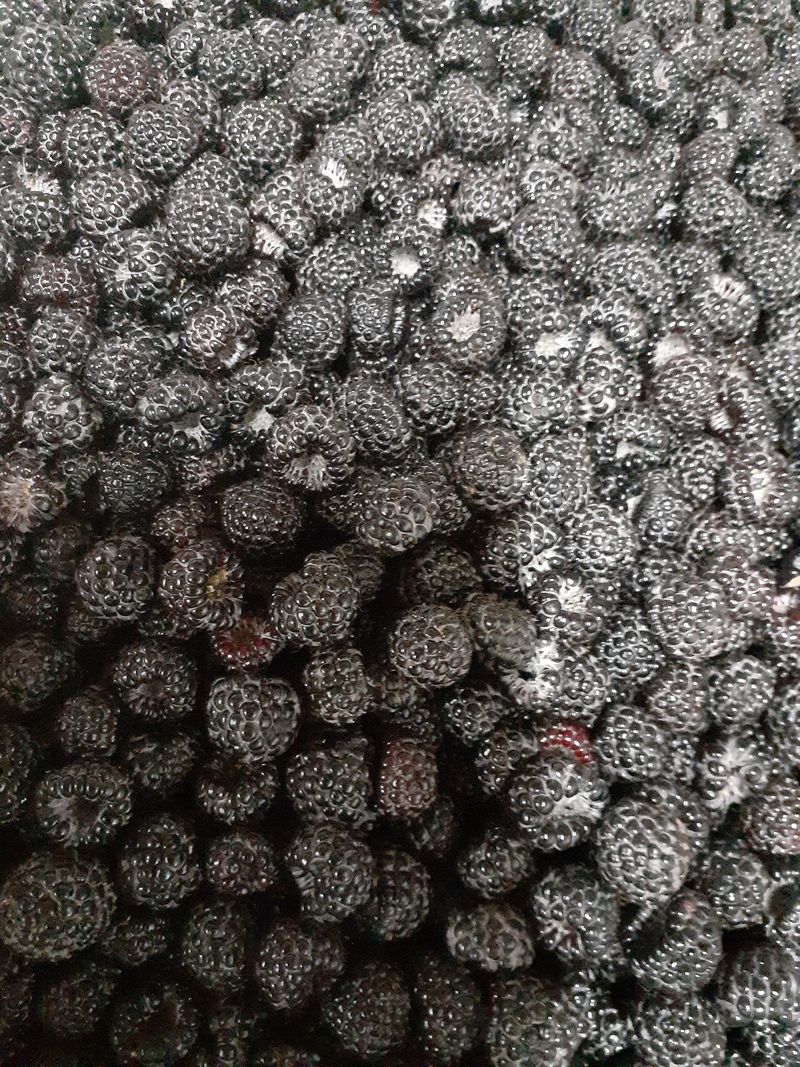 아로대추님의 장터 판매 상품 [(판매완료)가시 복분자 판매합니다] 첨부 사진