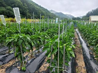 이양호님의 고추 · 일상 작성글 사진