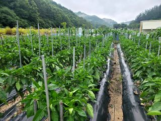 이양호님의 고추 · 일상 작성글 사진