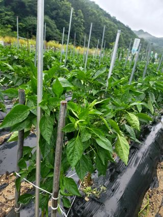 이양호님의 고추 · 일상 작성글 사진