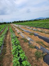 팜모닝 참깨·자유게시판 게시글 이미지