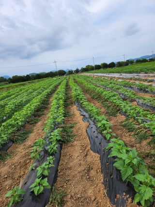 형익님의 참깨 · 자유게시판 작성글 사진
