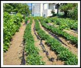 팜모닝 자유주제·자유게시판 게시글 이미지