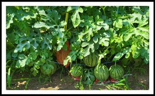 이서울비님의 자유주제 · 자유게시판 작성글 사진