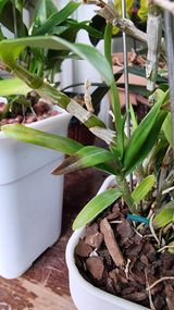 팜모닝 기타작물·병해충상담 게시글 이미지