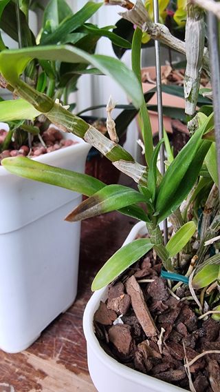 푸른꿈님의 기타작물 · 병해충상담 작성글 사진