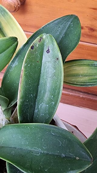 푸른꿈님의 기타작물 · 병해충상담 작성글 사진