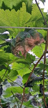 팜모닝 포도·병해충상담 게시글 이미지