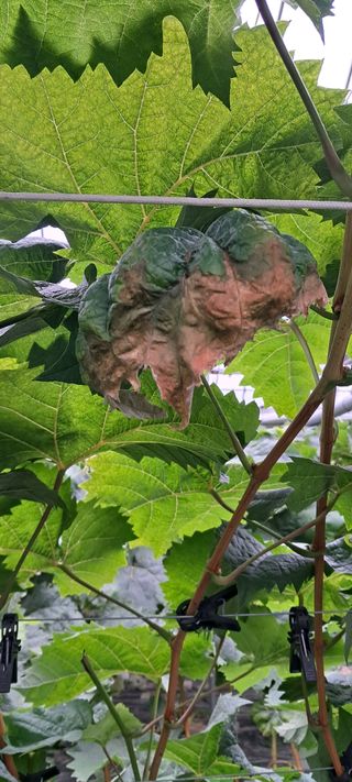 김영수님의 포도 · 병해충상담 작성글 사진