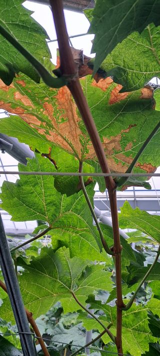 김영수님의 포도 · 병해충상담 작성글 사진