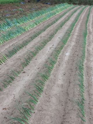 농민님의 기타작물 · 자유게시판 작성글 사진