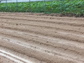 농민님의 기타작물 · 자유게시판 작성글 사진