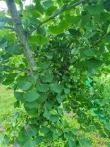 팜모닝 두릅·영농일지 게시글 이미지