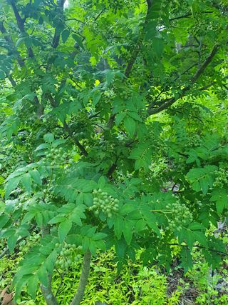 강릉농업귀신님의 두릅 · 영농일지 작성글 사진