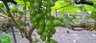 김영수님의 포도 · 병해충상담 작성글 사진