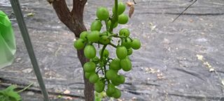 김영수님의 포도 · 병해충상담 작성글 사진