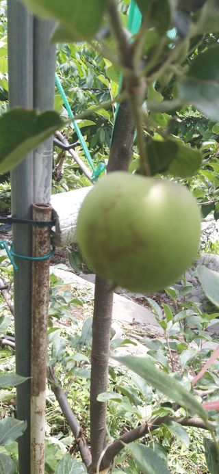 유병백님의 사과 · 병해충상담 작성글 사진