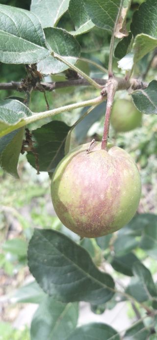 유병백님의 사과 · 병해충상담 작성글 사진