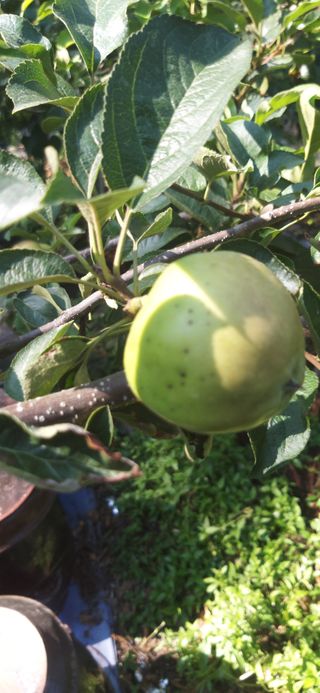 유병백님의 사과 · 병해충상담 작성글 사진