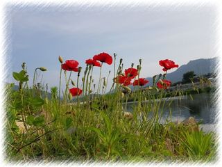 해뜨는농원/강혜광님의 들깨 · 자유게시판 작성글 사진