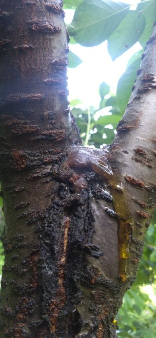 유병백님의 매실 · 병해충상담 작성글 사진