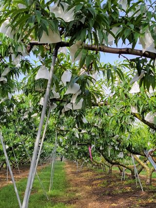 욕심내지말자님의 복숭아 · 자유게시판 작성글 사진