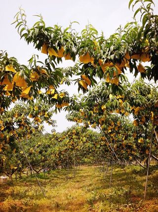 욕심내지말자님의 복숭아 · 자유게시판 작성글 사진