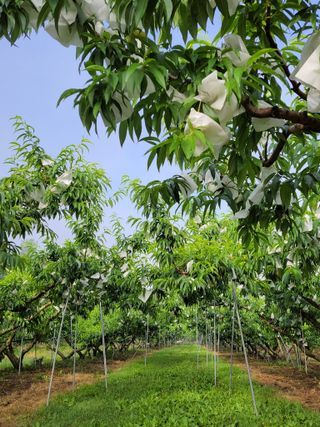 욕심내지말자님의 복숭아 · 자유게시판 작성글 사진