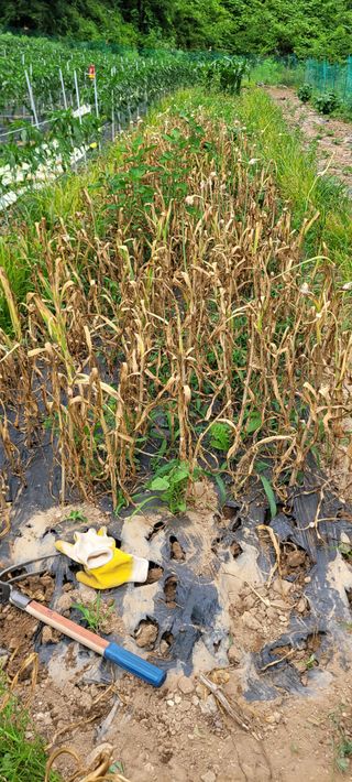 이의도님의 마늘·수확 작성글 사진