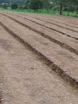 팜모닝 기타작물·자유게시판 게시글 이미지