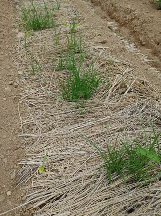엉뚱한농사꾼임경섭님의 기타작물 · 자유게시판 작성글 사진