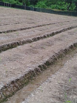 엉뚱한농사꾼임경섭님의 기타작물 · 자유게시판 작성글 사진