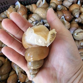 노가네수산님의 우리동네 · 동네정보 작성글 사진