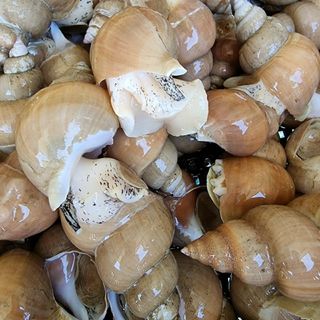 노가네수산님의 우리동네 · 동네정보 작성글 사진