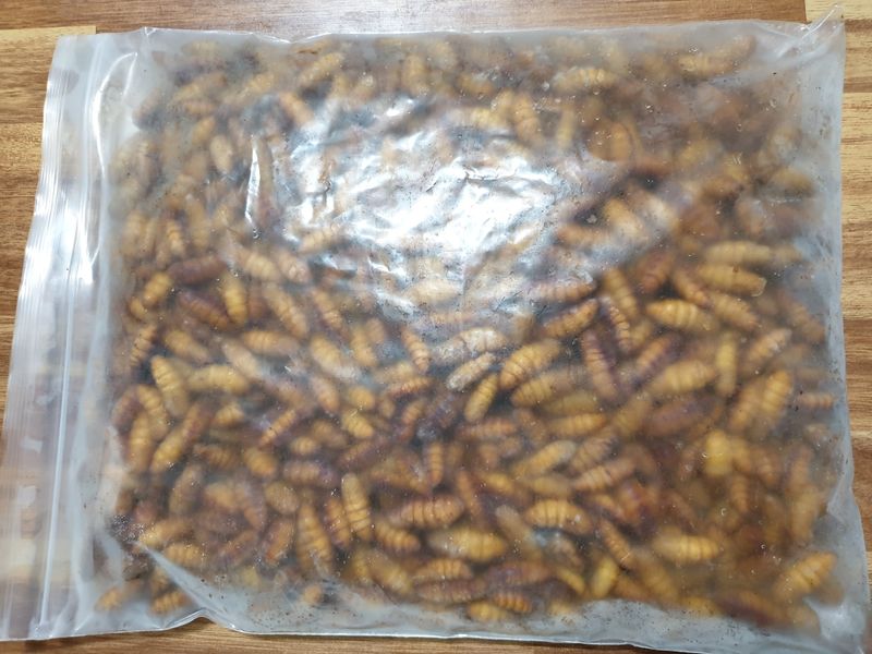 장터 상품 [번데기] 썸네일