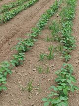 팜모닝 콩·병해충상담 게시글 이미지