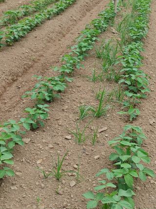 엉뚱한농사꾼임경섭님의 콩 · 병해충상담 작성글 사진