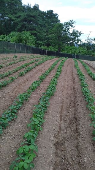 엉뚱한농사꾼임경섭님의 콩 · 병해충상담 작성글 사진