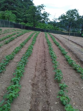 엉뚱한농사꾼임경섭님의 콩 · 병해충상담 작성글 사진