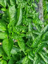 팜모닝 고추·비료•농약 게시글 이미지